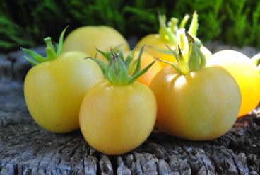 Pomidor garden peach