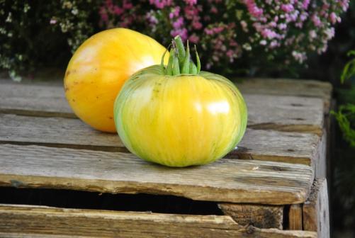 Pomidor „Pineapple Pig” (Brad Gates, USA)