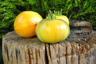 Pomidor „Pineapple Pig” (Brad Gates, USA)