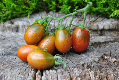 Pomidor Cinnamon Pear Cherry