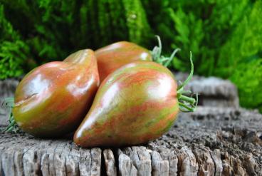 Pomidor Marmeladnoye Iskusheniye / Marmolada Pokusa