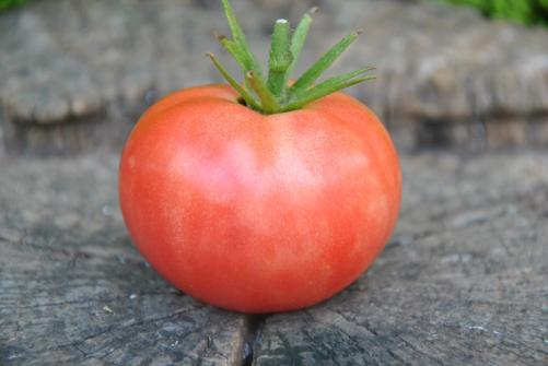Pomidor Belive if or not
