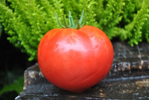 Pomidor Belive if or not