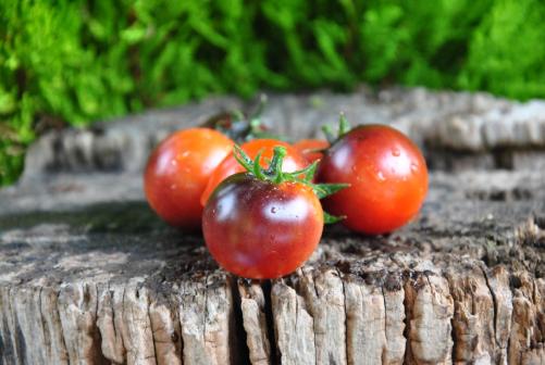 Pomidor Bing cherry