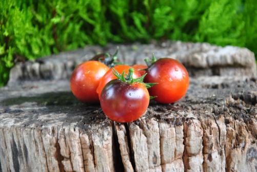 Pomidor Bing cherry