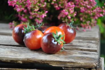 Pomidor Bing cherry