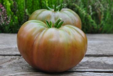 Pomidor Black from tula