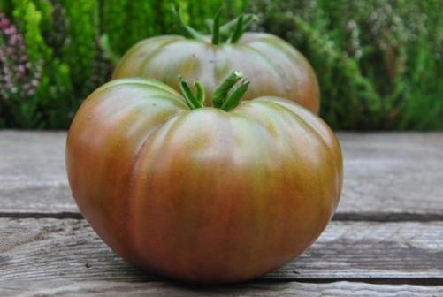 Pomidor Black from tula
