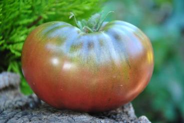 Pomidor Black from tula