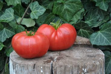 Pomidor Shirley Amish Red