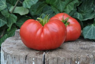 Pomidor Shirley Amish Red