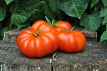 Pomidor Large red