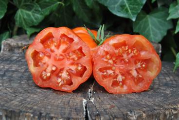 Pomidor Large red