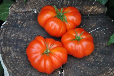 Pomidor Large red