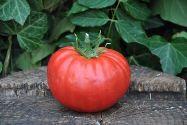 Pomidor Polish giant