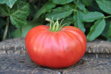 Pomidor Watermelon beefsteak