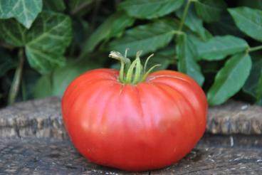 Pomidor Watermelon beefsteak