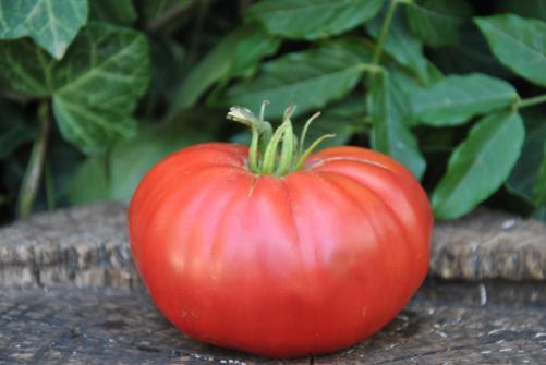 Pomidor Watermelon beefsteak