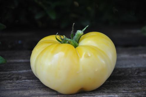 Pomidor Sutton Pomidor Sutton