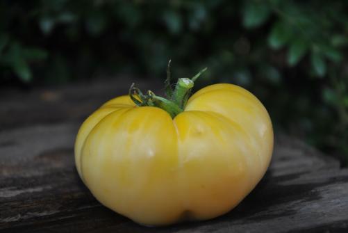 Pomidor Sutton