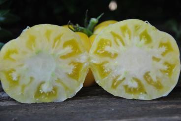 Pomidor Sutton
