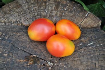 Pomidor Piemont pear
