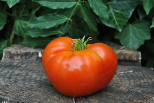 Pomidor classic beefsteak