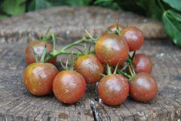 Pomidor Black cherry