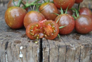 Pomidor Black cherry