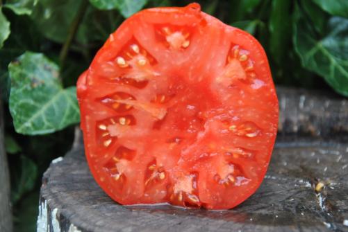 Pomidor Shilling Giant