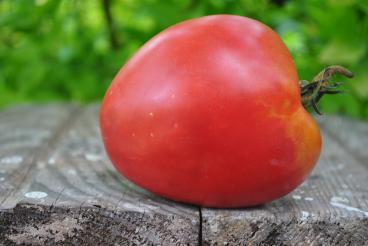Pomidor Upstate oxheart