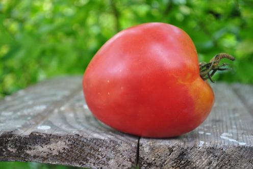 Pomidor Upstate oxheart