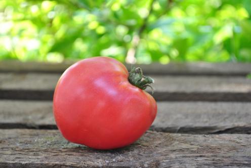 Pomidor Mrs Schlaubaugh’s