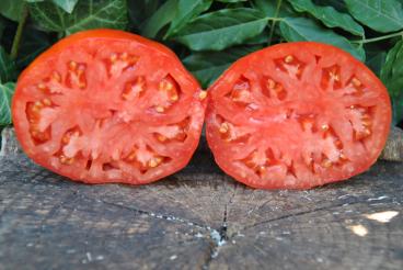 Pomidor Dolly / Big dolly red