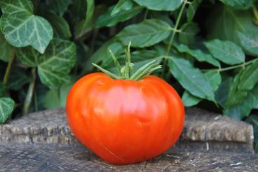Pomidor Dolly / Big dolly red