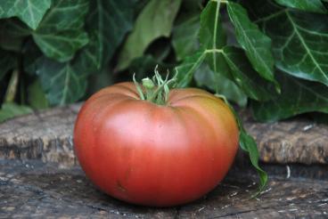 Pomidor Huge black