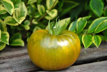Pomidor Charlie's green