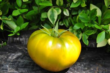 Pomidor Charlie's green
