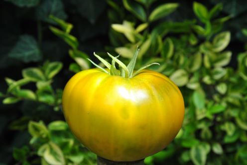 Pomidor Charlie's green Pomidor Charlie's green