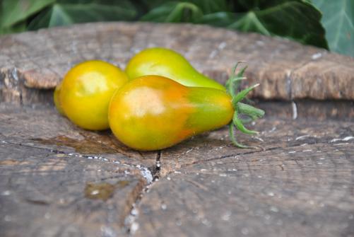 Pomidor Green pear