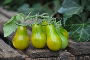 Pomidor Green pear