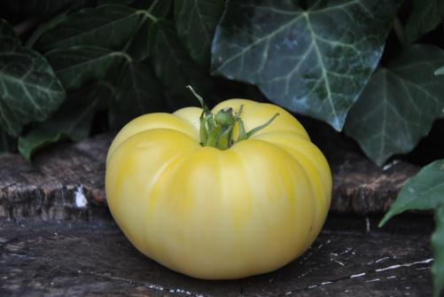Pomidor Cherokee white