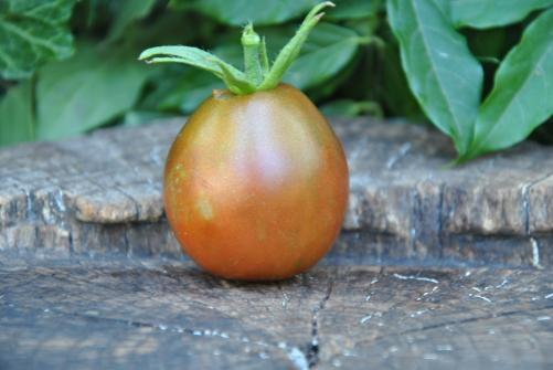 Pomidor Japanese trifele black