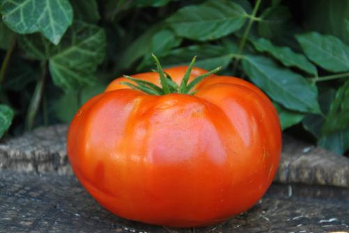 Pomidor Moresco