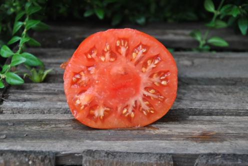 Pomidor Sweet Adelaide dwarf Pomidor Sweet Adelaide dwarf