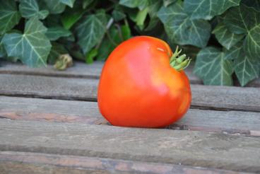 Pomidor Tolstushka
