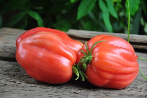 Pomidor Fiammante
