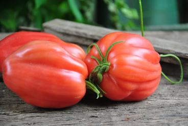 Pomidor Fiammante