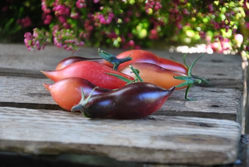 Pomidor Kumquat opal rose