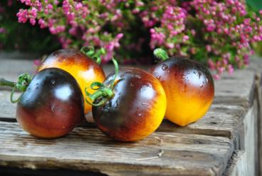 Pomidor Blue orange purple strip